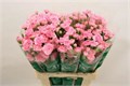 Гвоздика куст-Dianthus Tr- Pink Amelie-60cm 02ecaa69-bfa4-11ec-0a80-0b4c00068c58