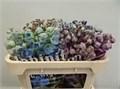 Дельфиниум-Delphinium-Du Gem--65cm 220b0355-e1ad-11ec-0a80-007600250eba