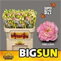 Лизиантус G-Lisianthus G-Alissa Pi Flas-70cm 2212e4c6-7596-11ef-0a80-177b0021f6d5