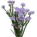 Лимониум-Limonium-S Tessa Lavender-80cm-120gr 22182d46-d639-11ee-0a80-0db0002310c2