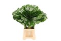 Монстера-Monstera-23см 2226f07d-791b-11f0-0a80-15210011e6bf