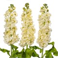 Маттиола куст-Matthiola sp-Cream-60cm-AO 22290492-9298-11ef-0a80-032e0005a646