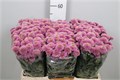 Хризантема сант-Chrysant sant-Aaa Doria-55cm-130gr 222b3f03-bfa6-11ec-0a80-0b4c000884d5