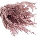 Кониферен-Conifeer Metalic Pink-GW 02f2b45f-bd29-11ef-0a80-1639001f759c