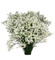 Лимониум-Limonium-Sin White Diamon-70cm-40gr 2234c862-d639-11ee-0a80-0db0002310d0