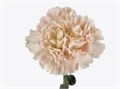 Гвоздика-Dianthus-Hanoi-70cm-AO 2235286b-318c-11f0-0a80-14d800241859