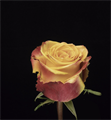 Роза-Rosa-Silantoi-50cm-MS 2236d806-a46c-11f0-0a80-047c001c3c58