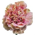 Гвоздика-Dianthus-Babylon-70cm-AO 223862c0-318c-11f0-0a80-14d800241862