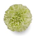 Гвоздика-Dianthus-Green Park-70cm-AO 223bfa1f-318c-11f0-0a80-14d800241865