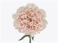 Гвоздика-Dianthus-Vera-70cm-AO 223f7098-318c-11f0-0a80-14d800241868