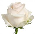 Роза-Rosa-Pastella-60cm-MS 22419ea6-a46c-11f0-0a80-047c001c3c64