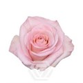 Роза-Rosa-Rhoslyn-60cm-MS 22442b53-a46c-11f0-0a80-047c001c3c67