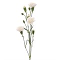 Гвоздика-Dianthus-Nimbus-70cm-AO 224a7664-318c-11f0-0a80-14d80024187c