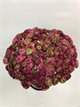 Ранункулус-Ranunculus-Pon Pon Dark Pink 02f71b4e-b650-11ef-0a80-1060006f11bb