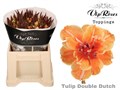 Тюльпан-Tulip-Du Double Dutch-38cm-34gr 22779848-d639-11ee-0a80-0db0002310f0