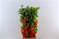 Физалис-Physalis-Lampion Tak-60cm 22851b40-bfa5-11ec-0a80-0b4c00079f49