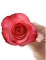 Роза-Rosa-Extreme-60cm-AG 228dc5e9-318c-11f0-0a80-14d8002418a2