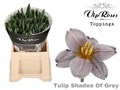 Тюльпан-Tulip-En Shades Of Grey A-40cm-38gr 22919efe-d639-11ee-0a80-0db000231107