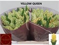 Гиацинт-Hyacinthus-Yellow Queen-30cm 22953d1c-d639-11ee-0a80-0db00023110c