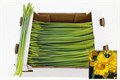 Нарцис-Narcissus-T Dutch Mast Bs-30cm100gr 22989061-d639-11ee-0a80-0db000231110