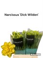 Нарцис-Narcissus-D Dick Wilden-55cm-47gr 229c30c6-d639-11ee-0a80-0db000231115