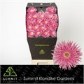 Гербера-Gerbera-Germini Spider Firefly Diamond-50cm 229d5a8c-bfa4-11ec-0a80-0b4c0006a8d5
