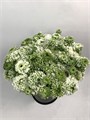 Ранункулус-Ranunculus-Pon Pon White 02fd6e97-b650-11ef-0a80-1060006f11c4
