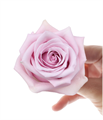 Роза-Rosa-Nautica-60cm-AG 22a51a3e-318c-11f0-0a80-14d8002418b1