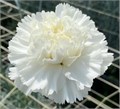 Гвоздика-Carnation-Cristallo-60cm-Si 22a6daed-0330-11ef-0a80-169300013240