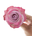 Роза-Rosa-Purple Haze-60cm-AG 22bd186a-318c-11f0-0a80-14d8002418c2
