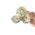 Роза куст-Rosa sp-Alma White-60cm-NR 22c9fd72-318c-11f0-0a80-14d8002418d4