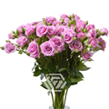 Роза куст-Rosa sp-Blue Moon-60cm-NR 22cd5625-318c-11f0-0a80-14d8002418d7