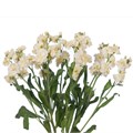 Маттиола-Matthiola-Spray Yellow--NA 22d13a07-4316-11ee-0a80-02a400300f40