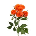 Роза куст-Rosa sp-Bright Sensation-60cm-NR 22d22320-318c-11f0-0a80-14d8002418eb