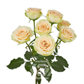 Роза куст-Rosa sp-Brilliant Stars Capricorn-60cm-NR 22d51a97-318c-11f0-0a80-14d8002418ee