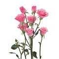 Роза куст-Rosa sp-Eva-70cm-NR 22d7cca0-318c-11f0-0a80-14d8002418ff
