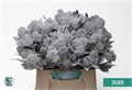 Скиммия-Skimmia-Ov Bs Klb H%-Ice blue-45cm 22d81b8a-9ceb-11ee-0a80-14c300020b7c