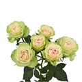 Роза куст-Rosa sp-Fibonacci Yantra-60cm-NR 22dd51dd-318c-11f0-0a80-14d800241906
