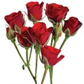 Роза куст-Rosa sp-Fire King-60cm-NR 22e00273-318c-11f0-0a80-14d80024190c