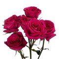 Роза куст-Rosa sp-Fire Up-70cm-NR 22e2ab9a-318c-11f0-0a80-14d80024190f