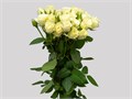 Роза куст-Rosa sp-Floreana-60cm-NR 22e57079-318c-11f0-0a80-14d800241916