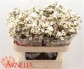 Ваксфлауэр-Chamelacium-Rhiannon-70cm-35gr 22f3e437-88ba-11f0-0a80-01020010d467