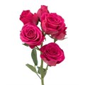 Роза куст-Rosa sp-Lovely Lydia-60cm-NR 22f4a41f-318c-11f0-0a80-14d800241933