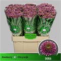 Хризантема сант-Chrysant sant-Aaa Doria-55cm-110gr 22f89e77-bfa6-11ec-0a80-0b4c0008858f