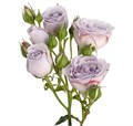 Роза куст-Rosa sp-Silver Mikado-60cm-NR 22fb534d-318c-11f0-0a80-14d800241963