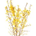 Форсития-Forsy--I Spectabilis-90cm 23014582-bfa5-11ec-0a80-0b4c00079fb5