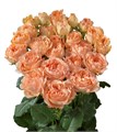 Роза куст-Rosa sp-Apricote Lace-50cm-RS 23027b72-a5c0-11ee-0a80-01b20001f92e