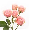 Роза куст-Rosa sp-Sweet Sansation-70cm-NR 2302f071-318c-11f0-0a80-14d800241978