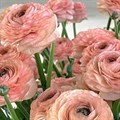 Ранункулус-Ranunculus-Cloni Nuance 03056d88-b650-11ef-0a80-1060006f11c7