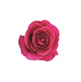 Роза-Rosa-Pink Floyd--60cm-JR 231b27ec-c6b5-11ee-0a80-150900019792